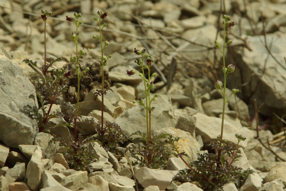 Image of Scrophularia exilis specimen.