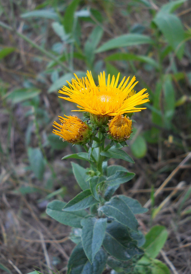 Изображение особи Inula aspera.