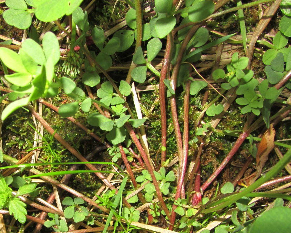 Image of Lotus peczoricus specimen.