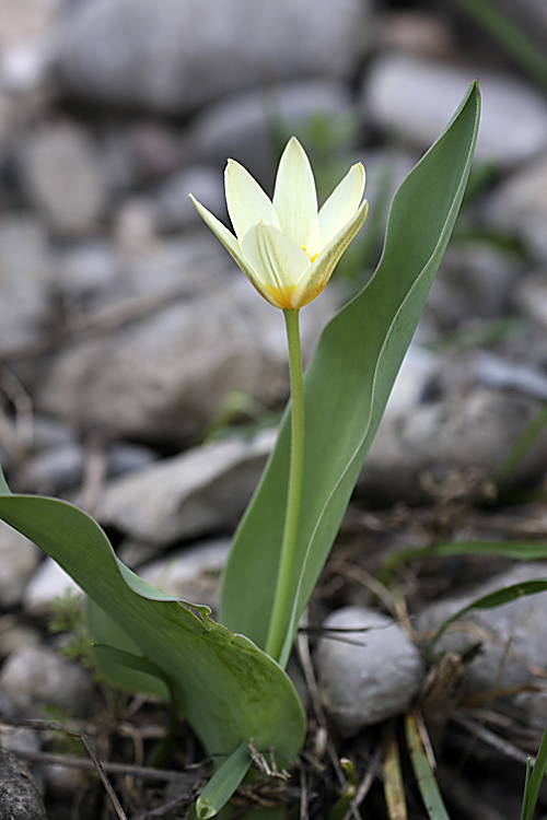 Изображение особи Tulipa berkariensis.