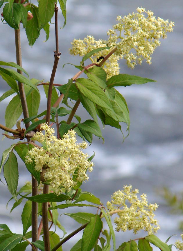 Image of Sambucus sibirica specimen.