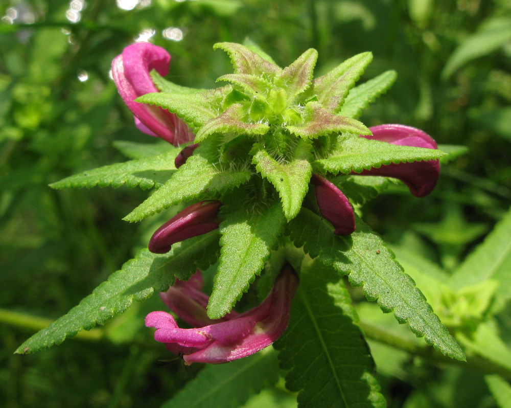 Изображение особи Pedicularis resupinata.