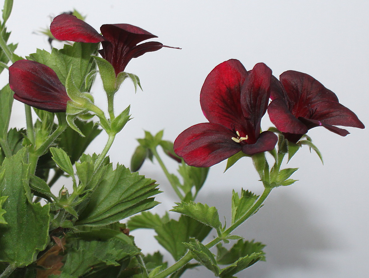 Изображение особи Pelargonium &times; domesticum.