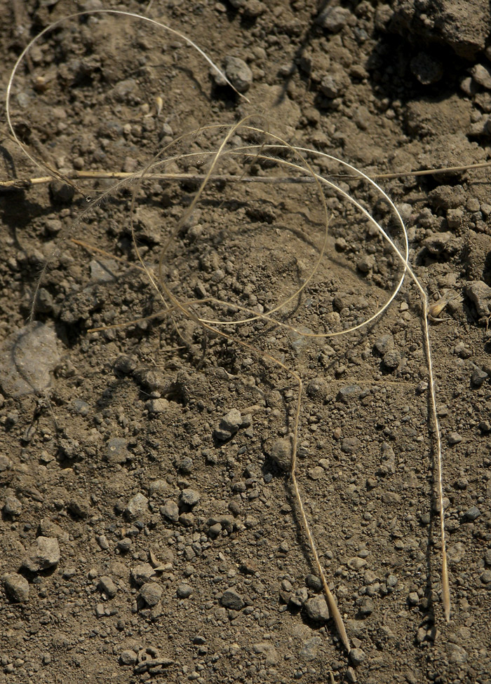 Image of Stipa hohenackeriana specimen.