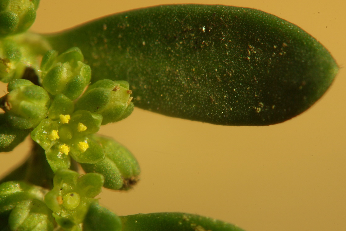 Image of Herniaria glabra specimen.