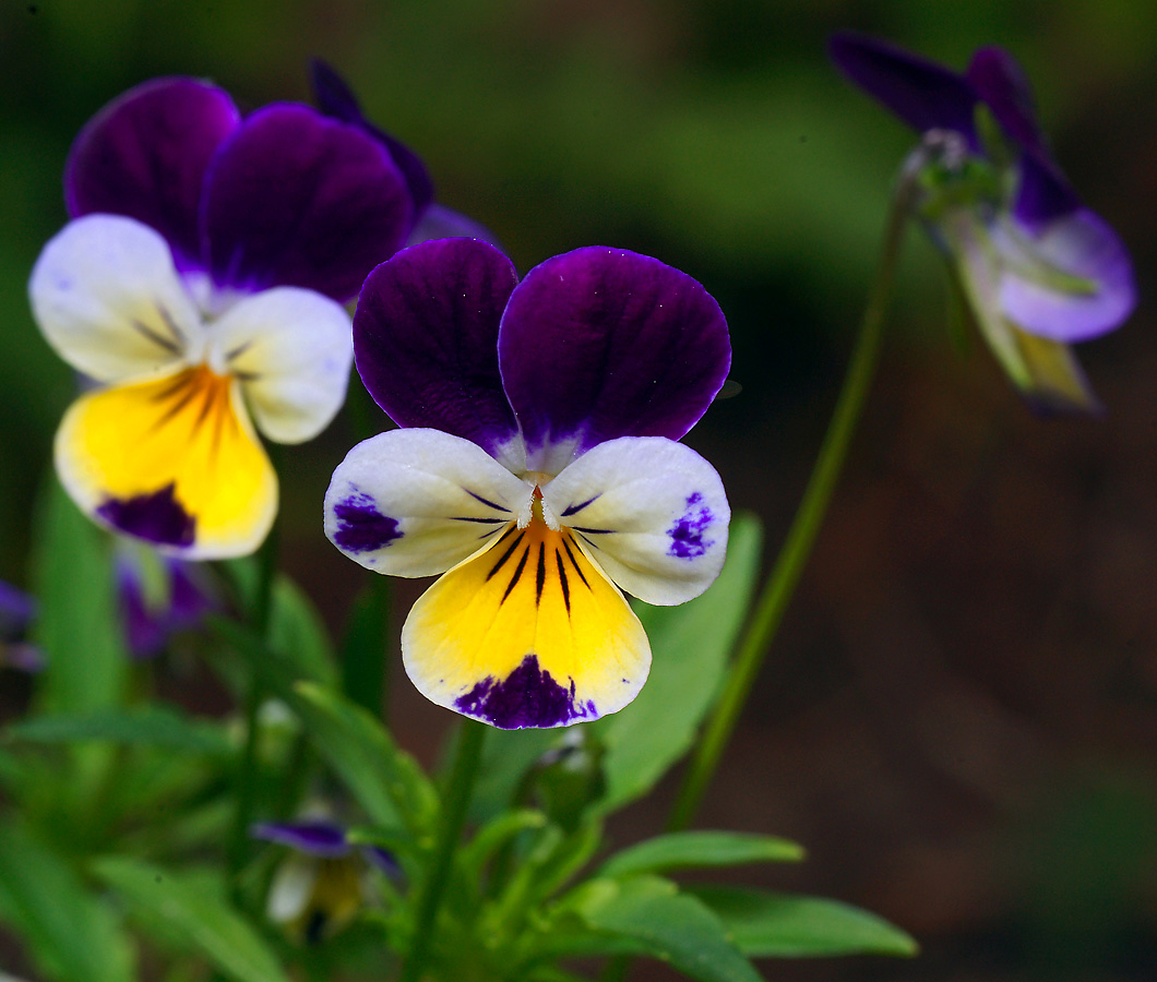 Image of Viola wittrockiana specimen.