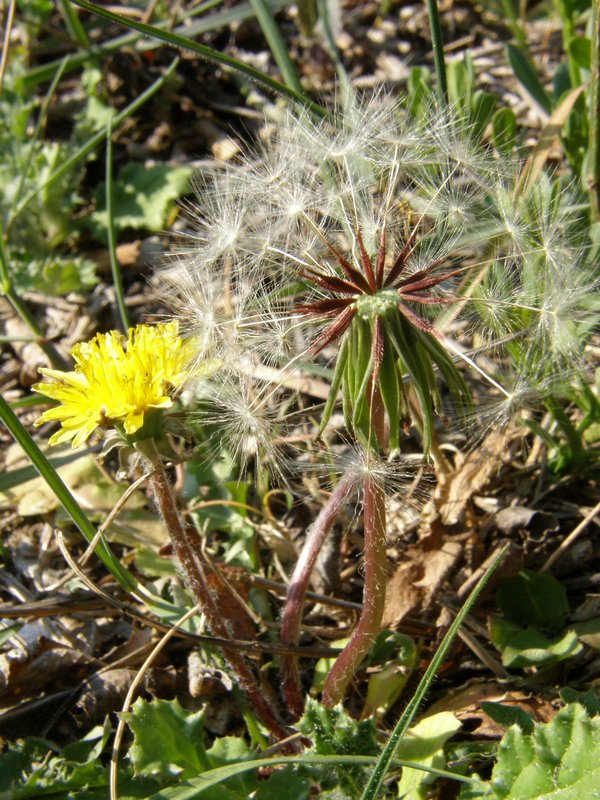 Изображение особи Taraxacum erythrospermum.