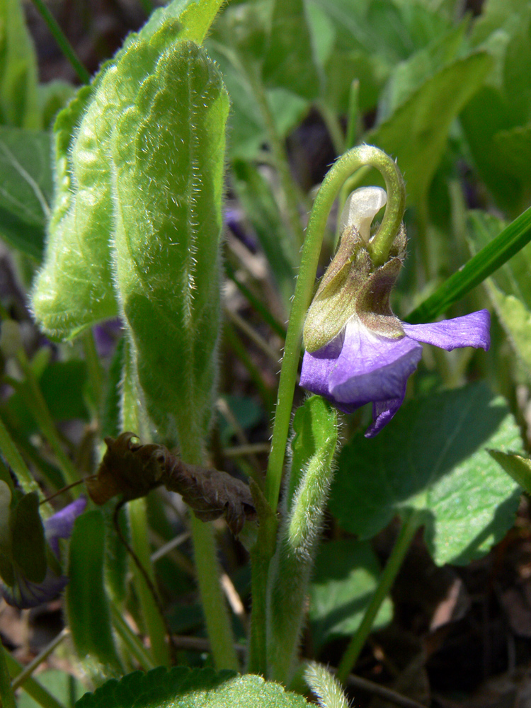 Image of Viola hirta specimen.