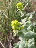 Euphorbia glomerulans