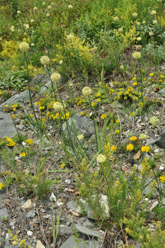Изображение особи Allium condensatum.