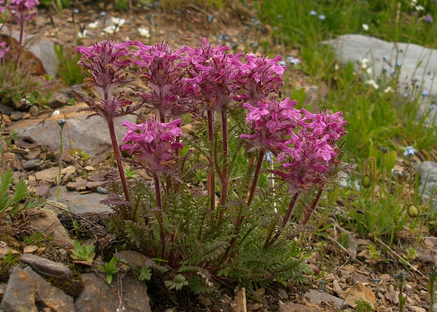 Image of Pedicularis anthemifolia specimen.