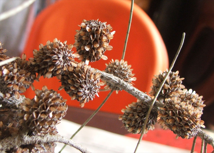 Изображение особи Casuarina equisetifolia.