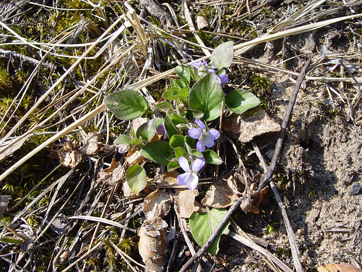 Изображение особи Viola rupestris.