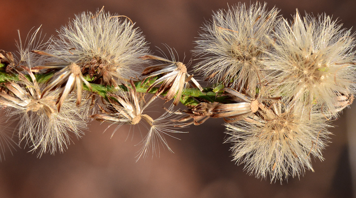 Image of Symphyotrichum subulatum specimen.