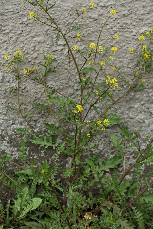 Image of Rorippa palustris specimen.