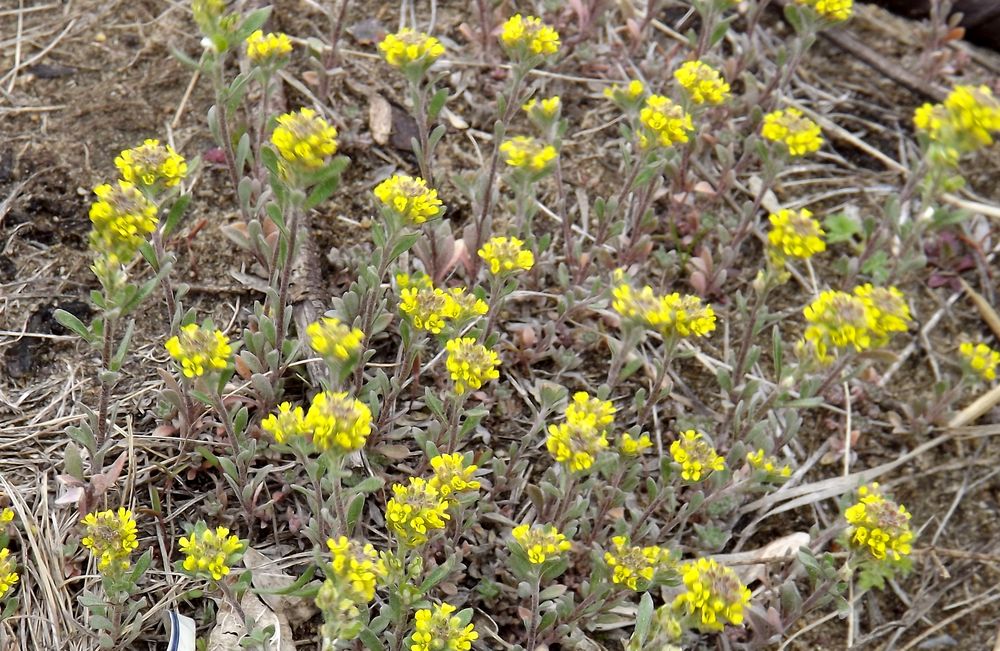 Image of Alyssum turkestanicum var. desertorum specimen.