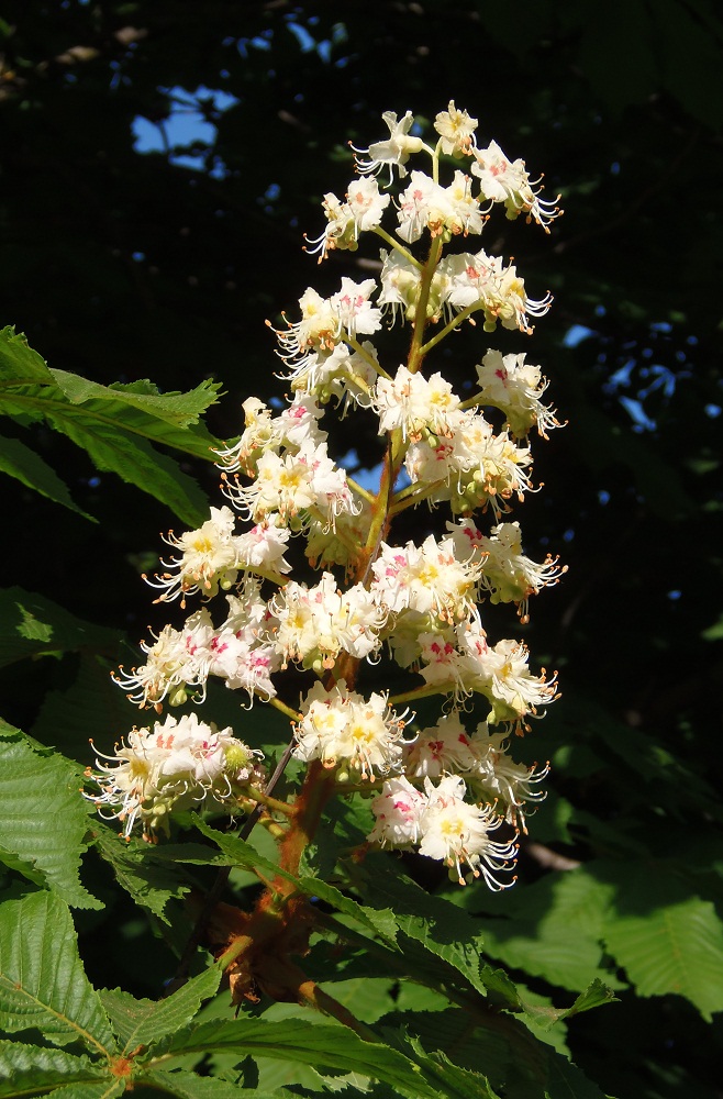 Image of Aesculus hippocastanum specimen.