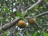 Xylocarpus granatum. Часть ветви с плодами. Таиланд, национальный парк Си Пханг-нга. 20.06.2013.