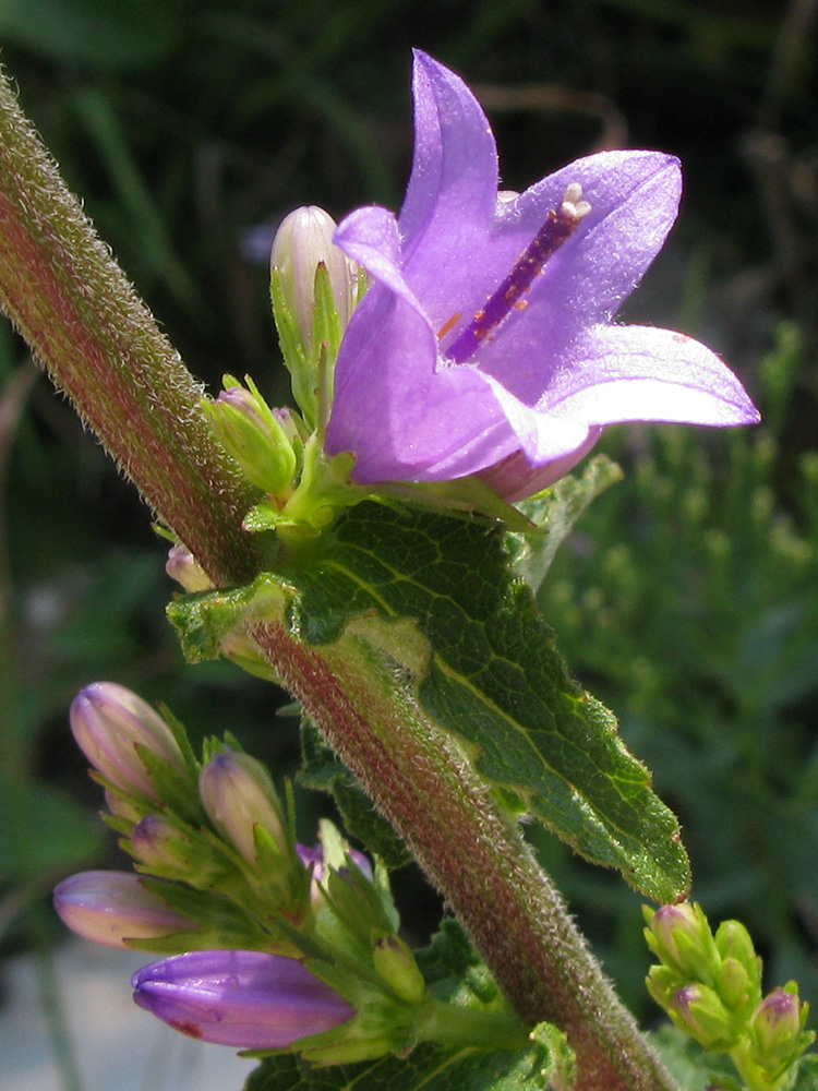 Image of Campanula ruthenica specimen.