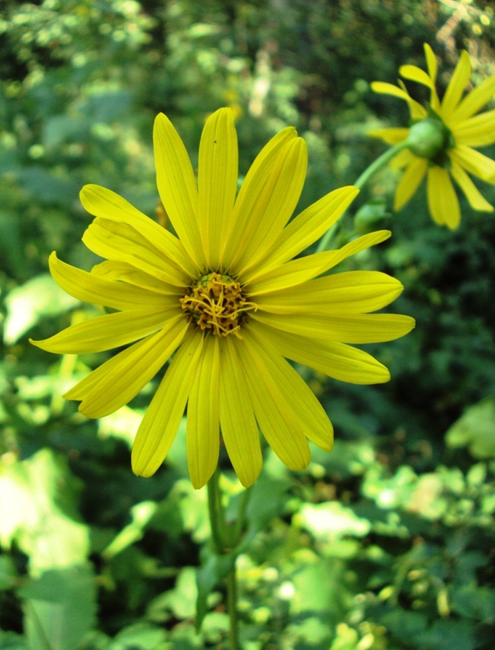 Изображение особи Silphium perfoliatum.