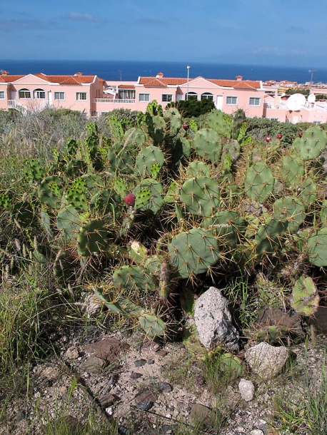 Image of Opuntia dillenii specimen.