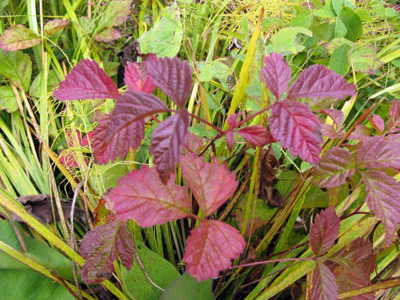 Image of Rubus saxatilis specimen.