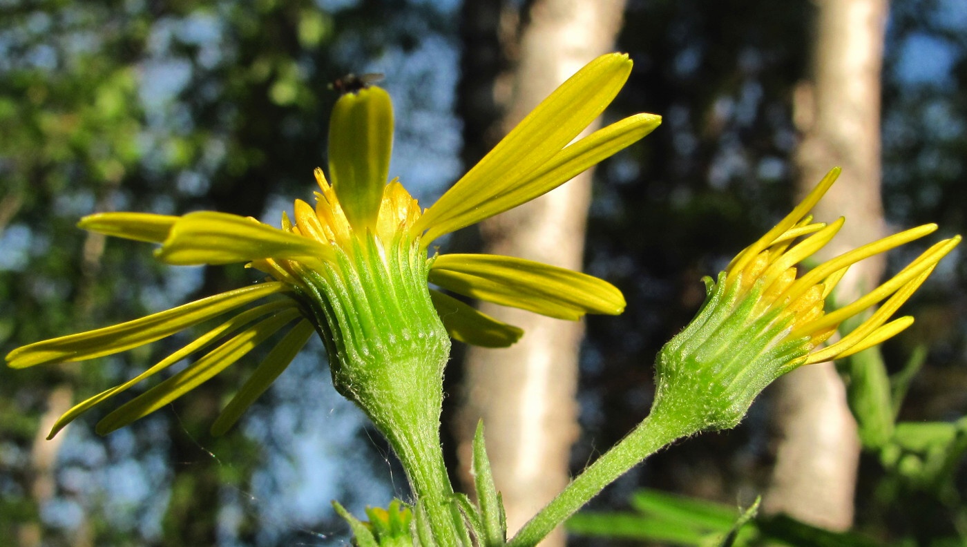 Image of Tephroseris integrifolia specimen.