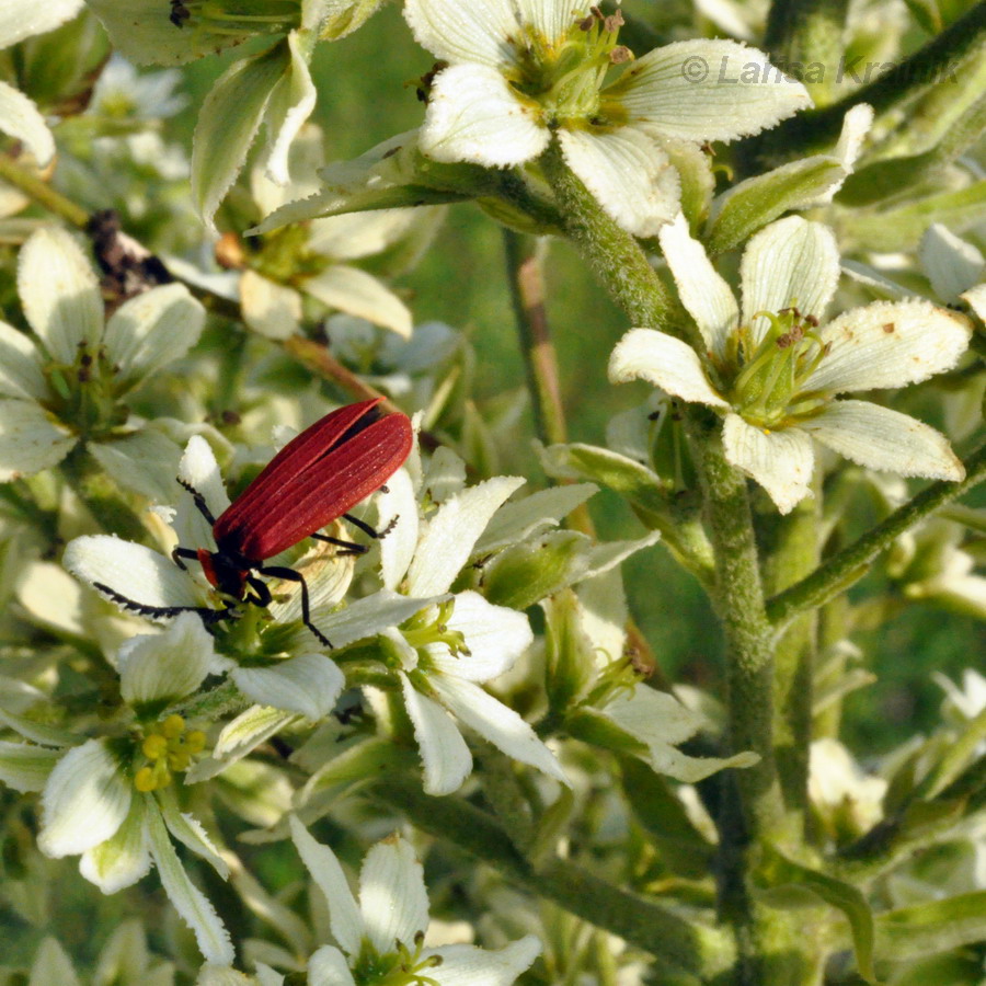 Image of Veratrum dahuricum specimen.