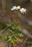 Pyrethrum parthenifolium