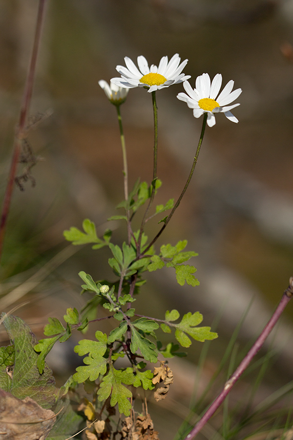 Image of Pyrethrum parthenifolium specimen.