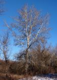 Populus alba. Покоящееся взрослое дерево. Украина, г. Запорожье, балка между Космическим мкрн. и Опытной станцией. 12.12.2013.