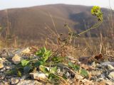 Potentilla caucasica. Цветущее и плодоносящее растение на меловой россыпи. Краснодарский край, Абинский р-н, окр. станицы Шапсугская, мергелевый карьер. 06.11.2013.