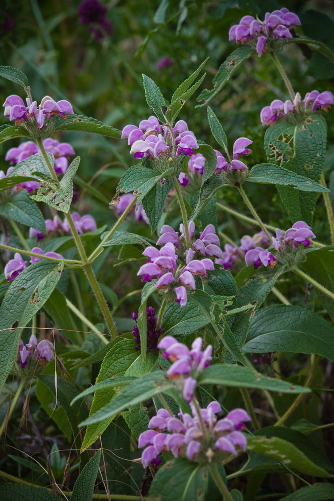 Image of Phlomis taurica specimen.