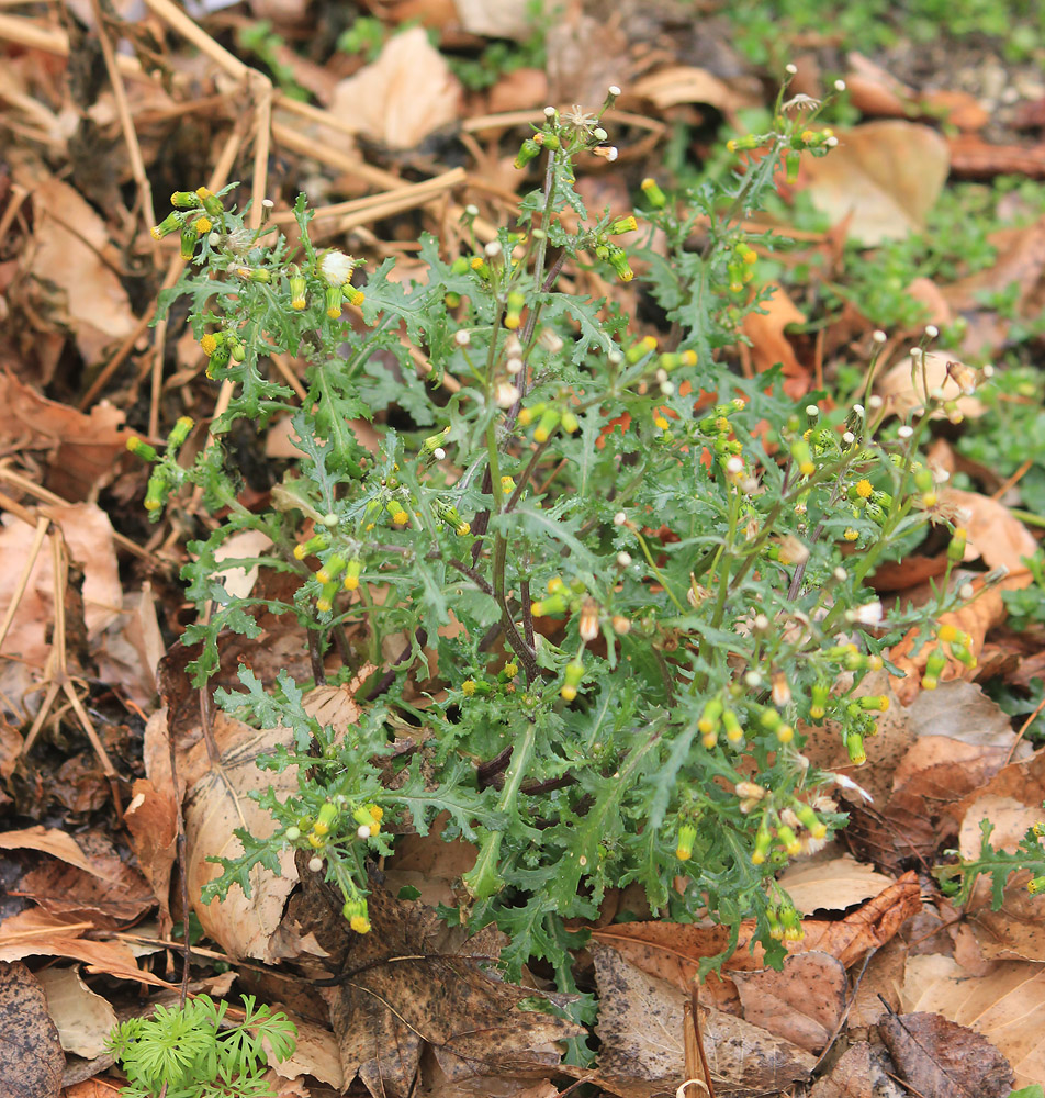 Image of Senecio vulgaris specimen.