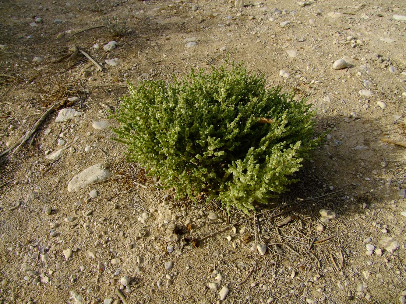 Image of Salsola inermis specimen.