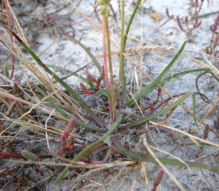 Изображение особи Plantago salsa.