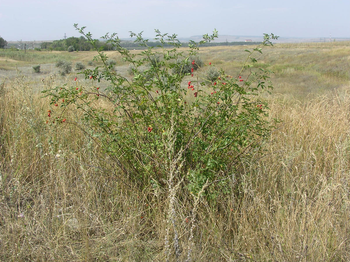 Image of Rosa lupulina specimen.