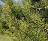 Pinus bungeana. Ветви. Германия, г. Дюссельдорф, Ботанический сад университета. 10.03.2014.