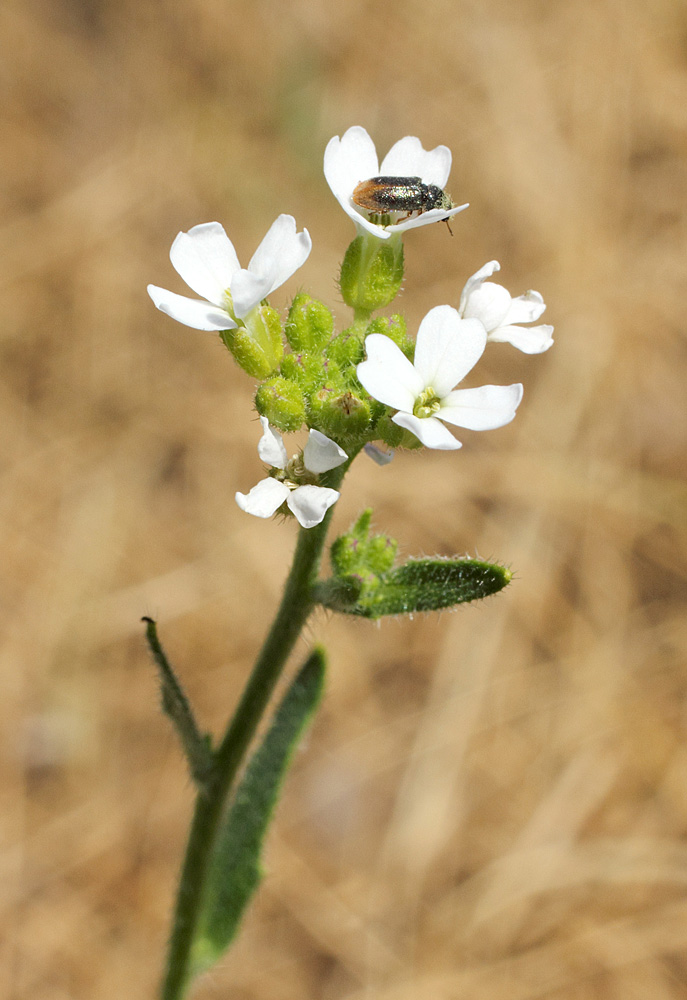 Image of Cryptospora falcata specimen.