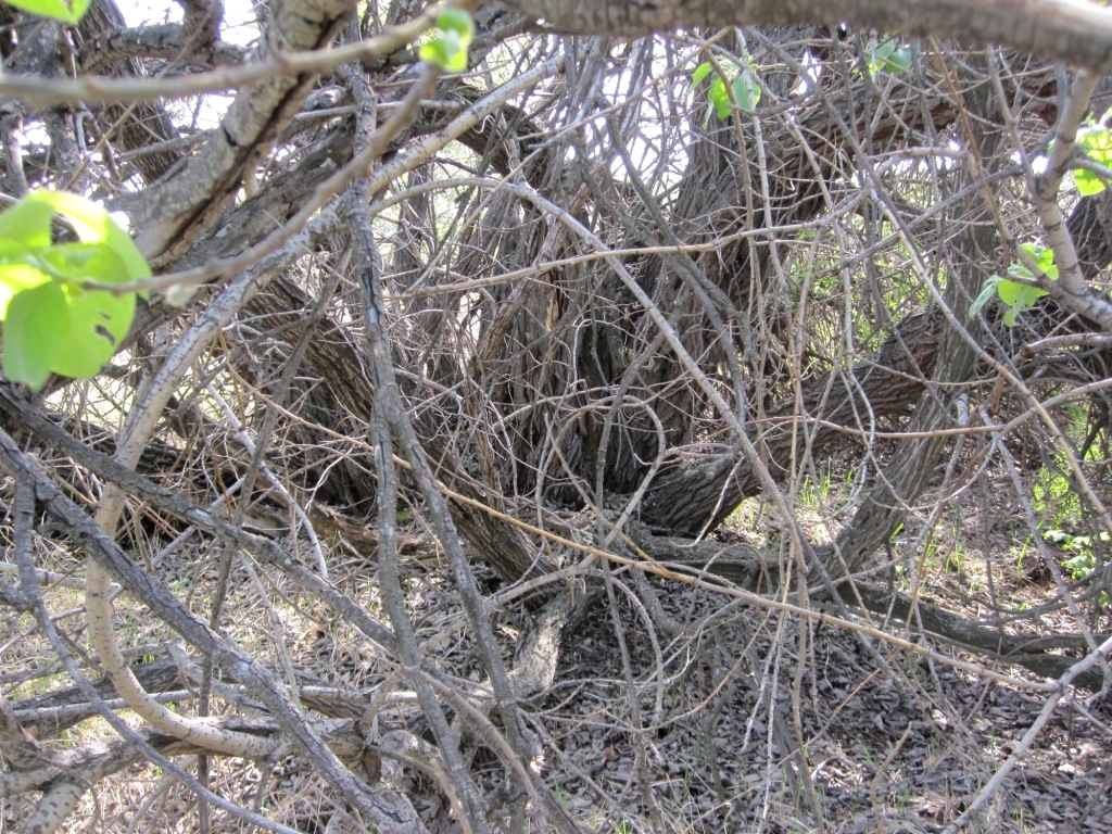 Image of genus Salix specimen.