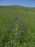 Anchusa azurea