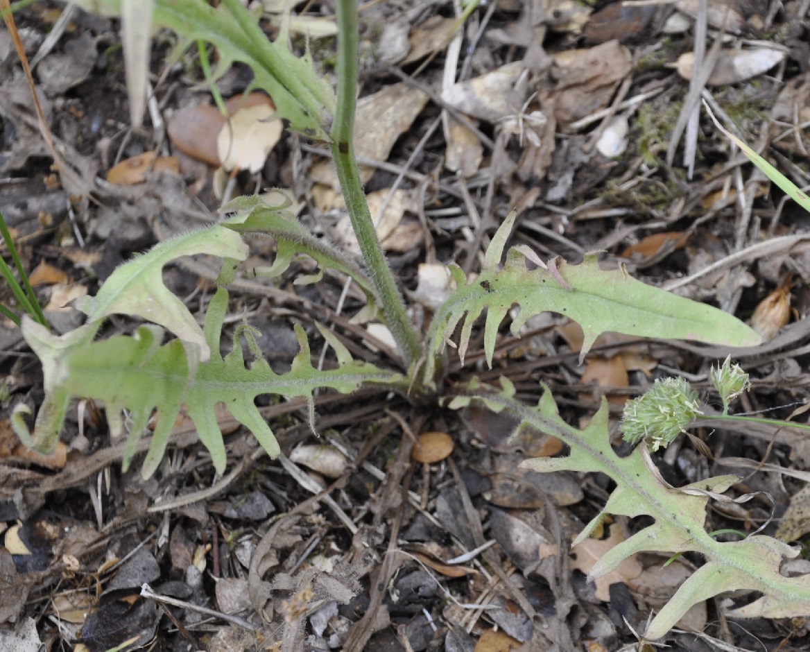 Изображение особи Hypochaeris cretensis.