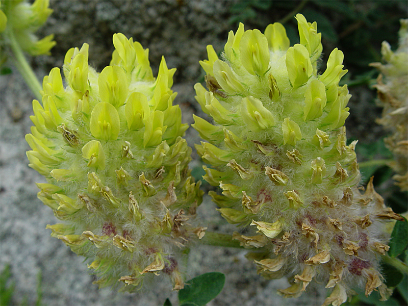 Image of Astragalus maximus specimen.