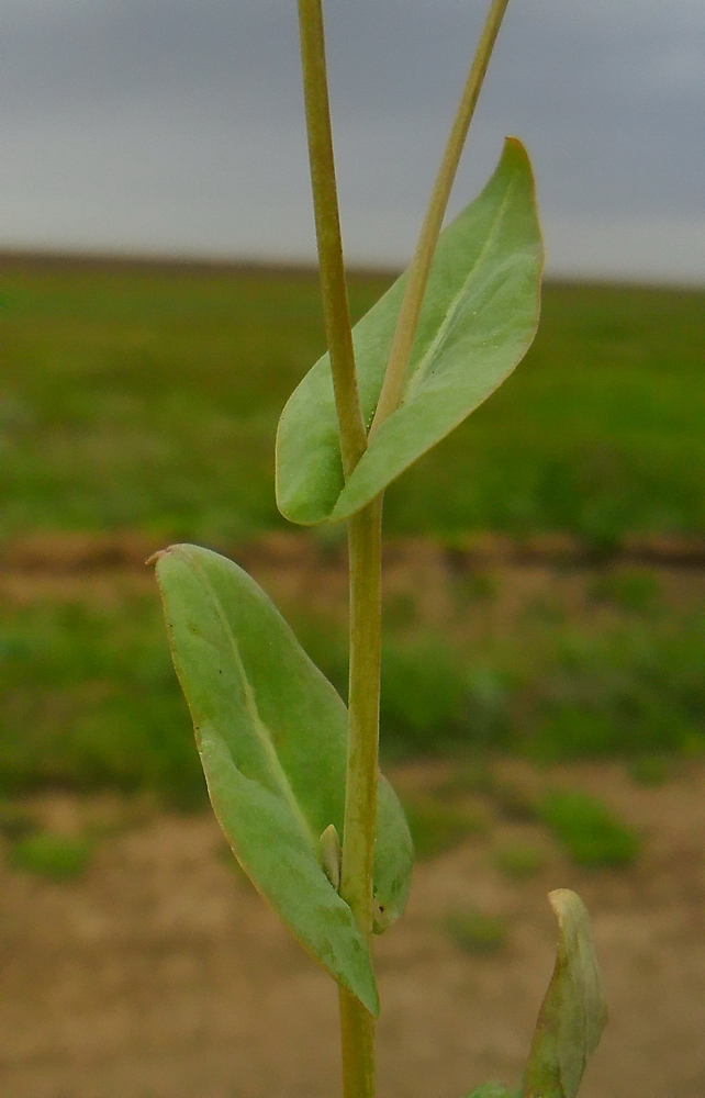 Image of Sameraria cardiocarpa specimen.