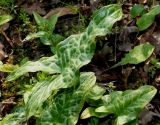 Arum italicum