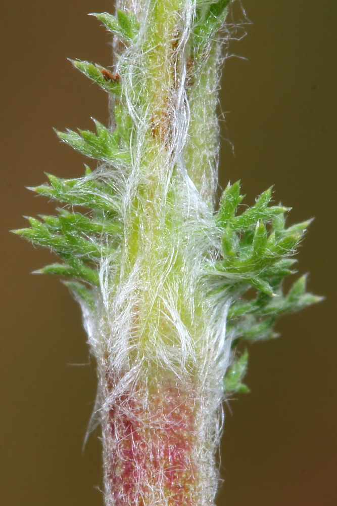 Изображение особи род Achillea.