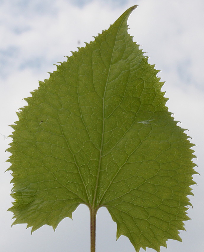 Изображение особи Lunaria rediviva.