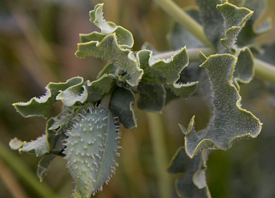 Image of Glaucium flavum specimen.