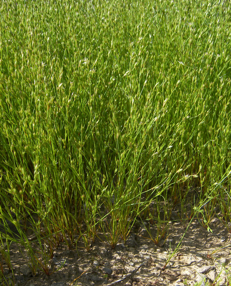 Изображение особи Juncus bufonius.