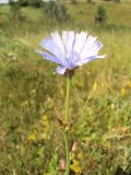 Cichorium intybus